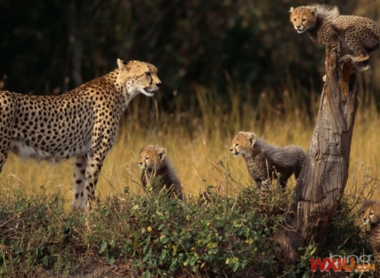 Win7�׸���̬���� ���Զ���ȡBing�±�ֽ